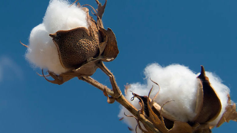 Τον έσφαξε με το βαμβάκι