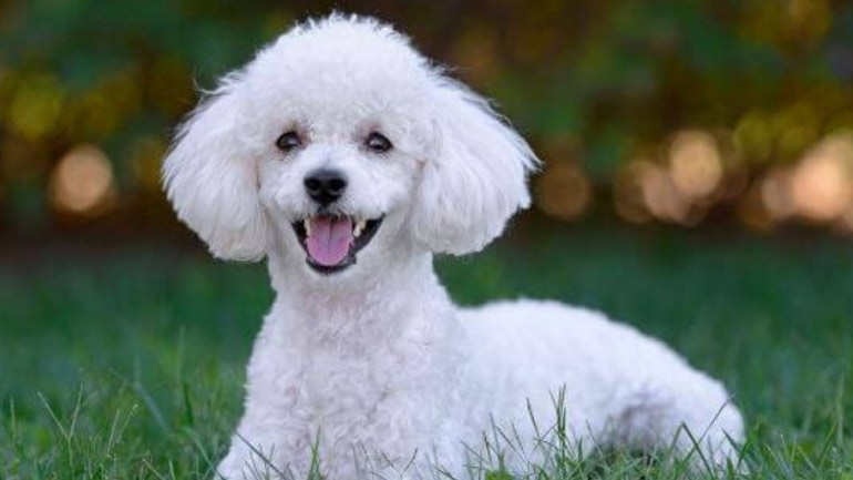 Το σκυλάκι το κανίς…