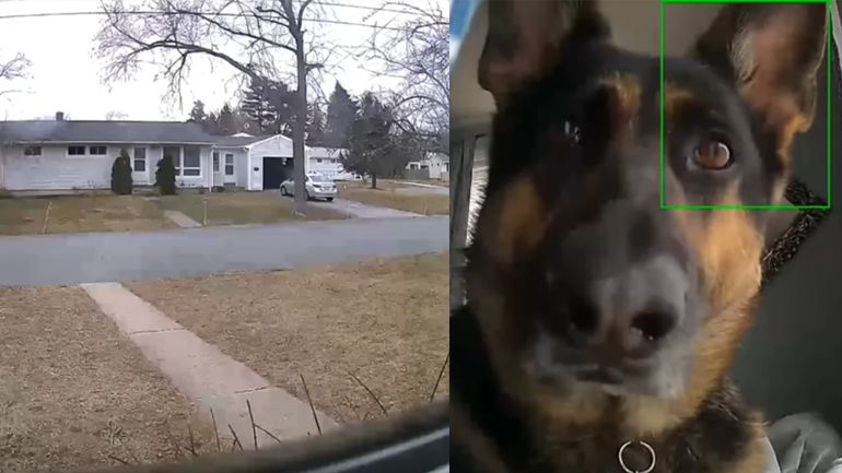 Ένας Γερμανικός ποιμενικός και μια κάμερα ασφαλείας