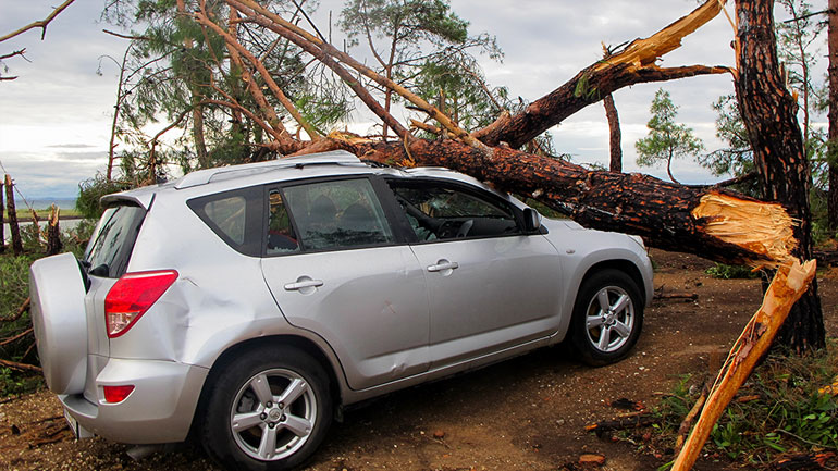 Μαζικές κοπές δέντρων μετά την κακοκαιρία στη Χαλκιδική