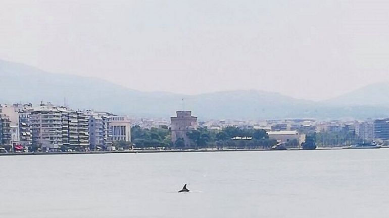 Δελφίνια εμφανίστηκαν στον Θερμαϊκό