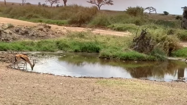 Γαζέλα ξεφεύγει από λιοντάρι