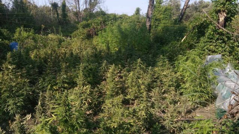 Καλαμάτα: Εντοπίστηκε φυτεία με δεκάδες δενδρύλλια κάνναβης – Συνελήφθη ένας 53χρονος