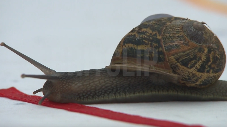 Παγκόσμιο πρωτάθλημα ταχύτητας… σαλιγκαριών!