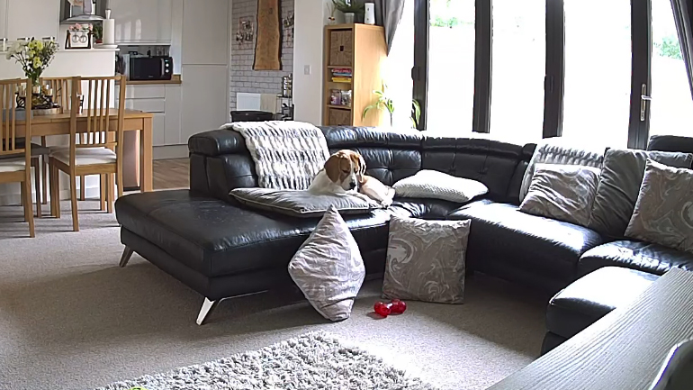 Ο κακομαθημένος σκύλος