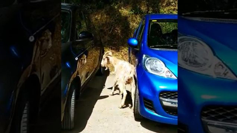 Κατσίκα την… πέφτει σε αυτοκίνητο