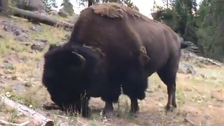 Βίσωνας επιτίθεται σε 9χρονο κοριτσάκι