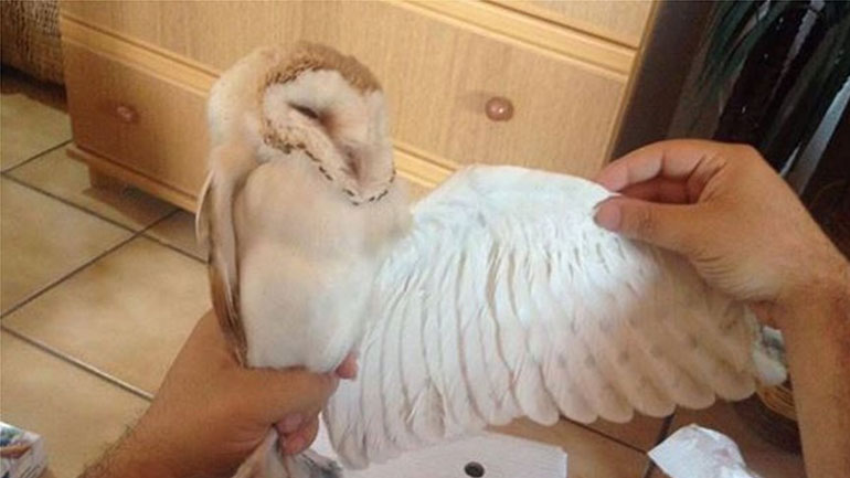 Εθελοντές έσωσαν  έξι μικρές κουκουβάγιες του προστατευόμενου είδους πεπλόγλαυκα