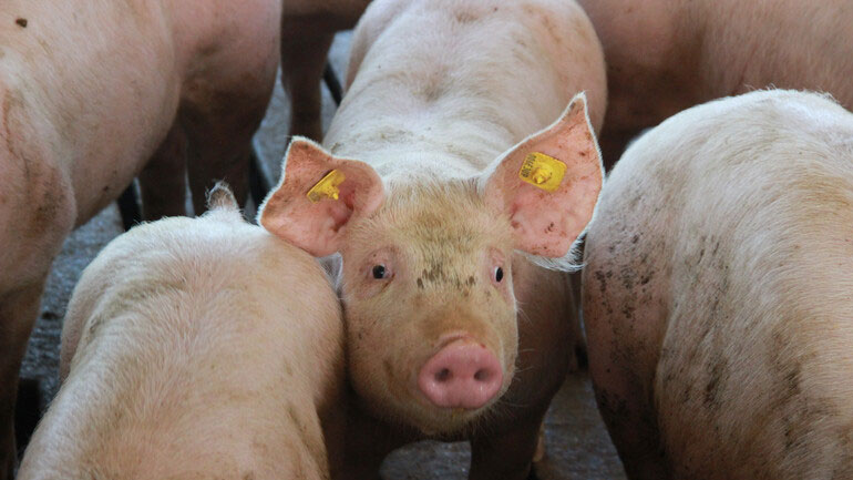 Σε κατάσταση έκτακτης ανάγκης Βουλγαρία και Ρουμανία για την αφρικανική πανώλη των χοίρων