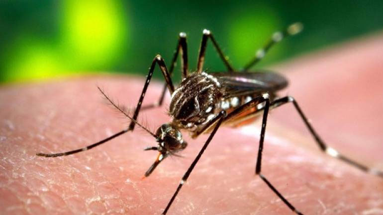 Πέντε νέα κρούσματα του ιού του Δυτικού Νείλου την τελευταία εβδομάδα