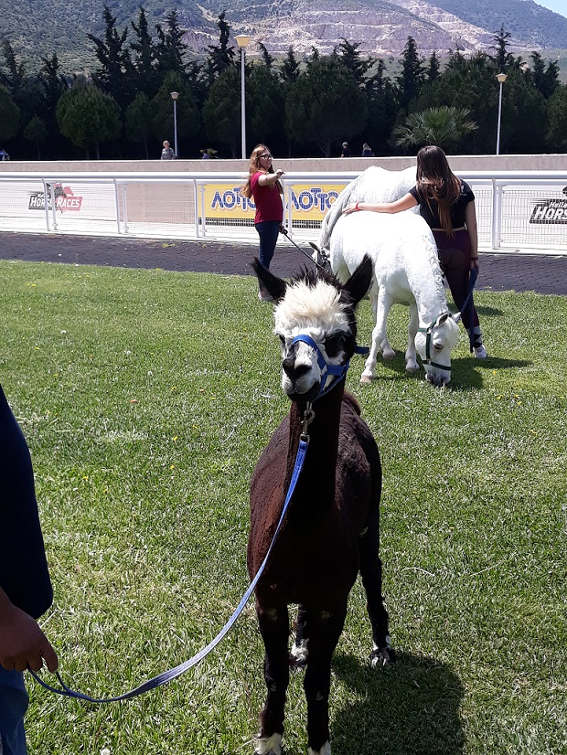 Πόνυ και alpaca περιμένουν τους μικρούς επισκέπτες