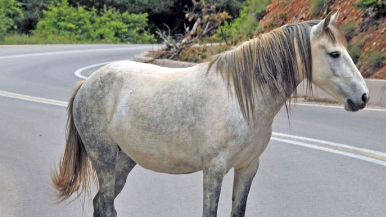 Στη δυτική είσοδο της Θεσσαλονίκης ακινητοποιήθηκε το άλογο που κυκλοφορούσε ελεύθερο στους δρόμους