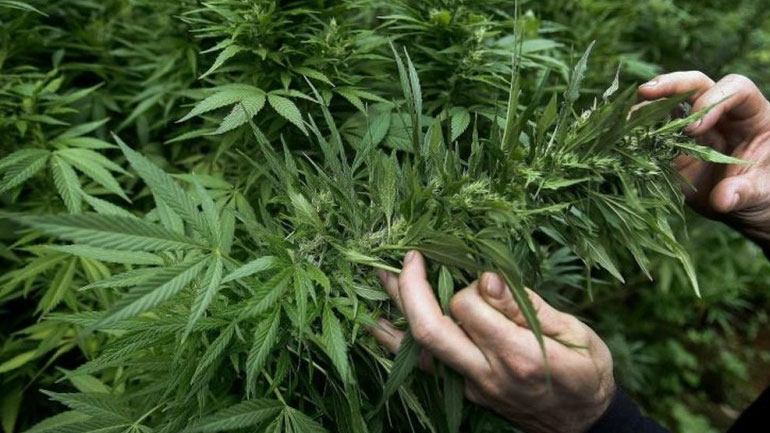 Λάρισα: Εντοπίστηκε οργανωμένη φυτεία 1.491 δενδρυλλίων κάνναβης