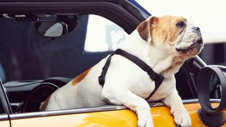 Γιατί δεν πρέπει να οδηγείς με τον σκύλο σου στη θέση του συνοδηγού;