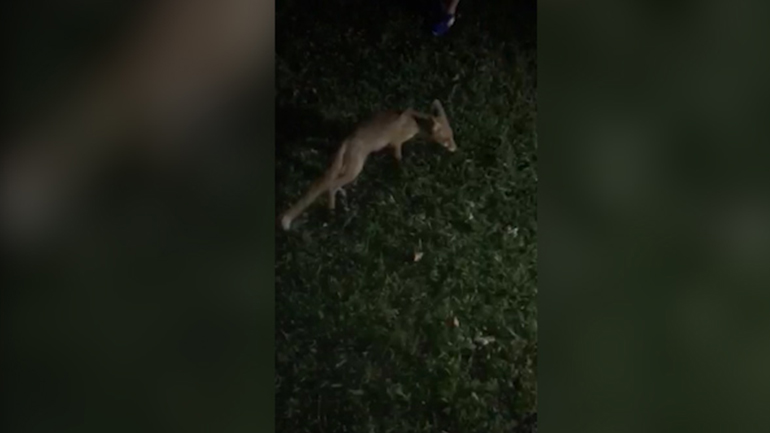 Πάργα: Οικόσιτη αλεπού τρώει κοτόπουλο