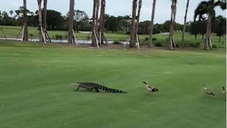 Πάπιες διακόπτουν αγώνα γκολφ και παίρνουν στο κυνήγι αλιγάτορα μέσα στο γήπεδο