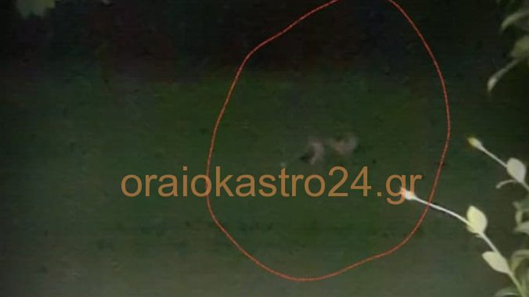 Αλεπού… επισκέπτεται σπίτι στο Ωραιόκαστρο