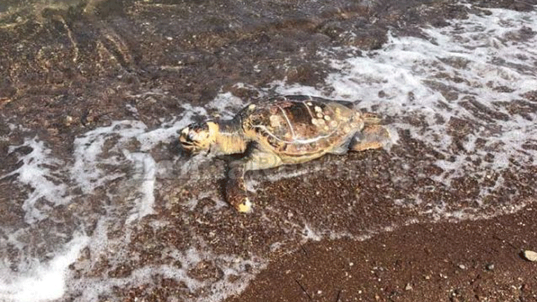 Νεκρή θαλάσσια χελώνα καρέτα – καρέτα σε παραλία της Φθιώτιδας