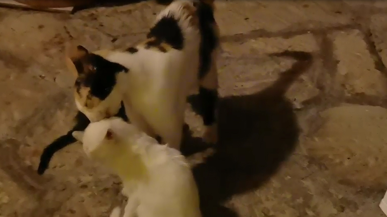 «Η καθαριότητα είναι η μισή αρχοντιά»