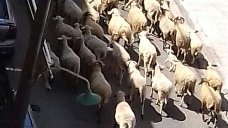 Αγρίνιο: Τα πρόβατα βόσκουν ανεπιτήρητα… στο κέντρο της πόλης