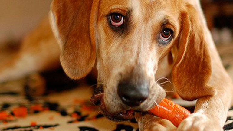 Μπορεί ο σκύλος μου να γίνει χορτοφάγος;