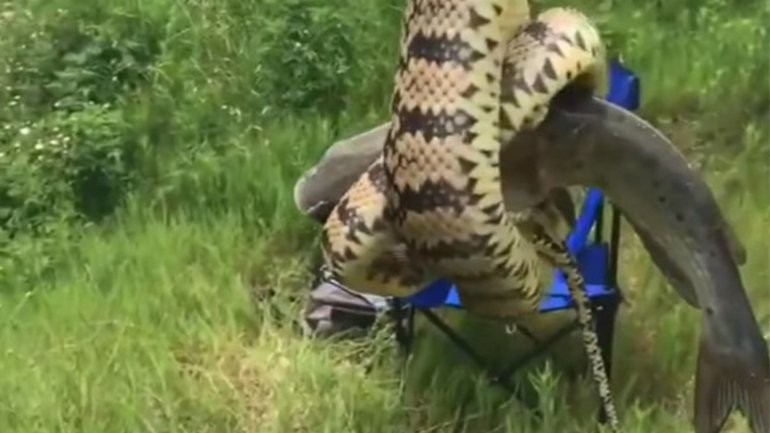 Με ένα ψάρι δώρο το φίδι