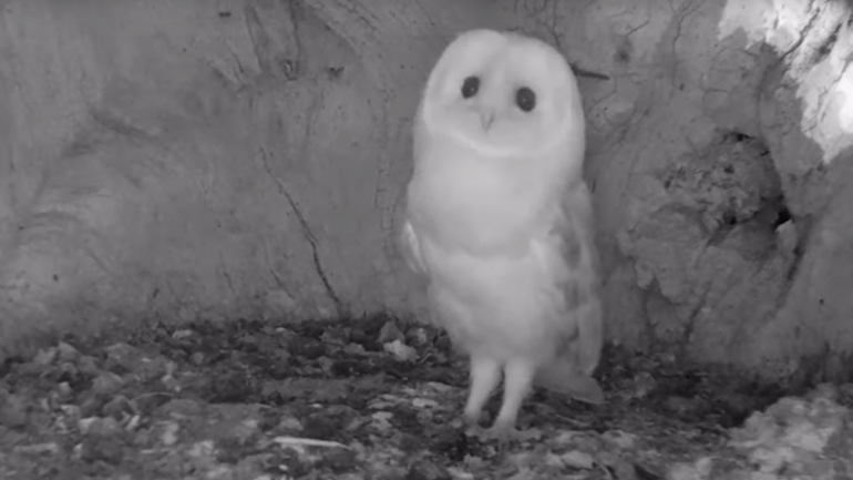 Μια μικρή κουκουβάγια τρομάζει από την καταιγίδα