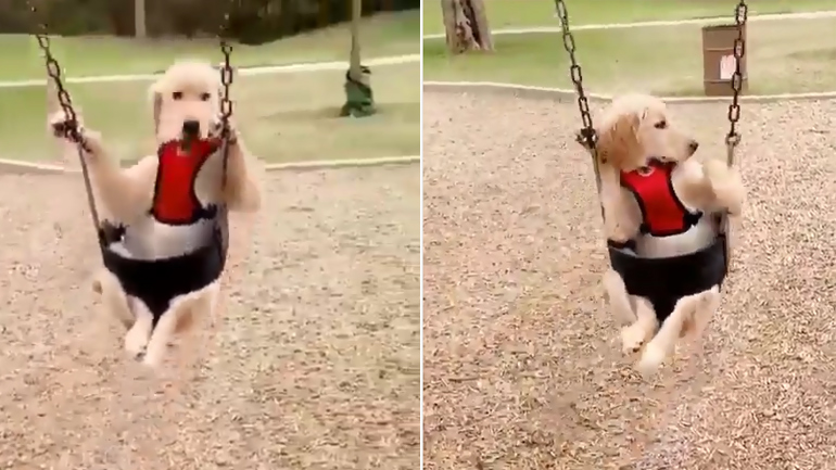 Golden Retriever κάνει κούνια σε παιδική χαρά