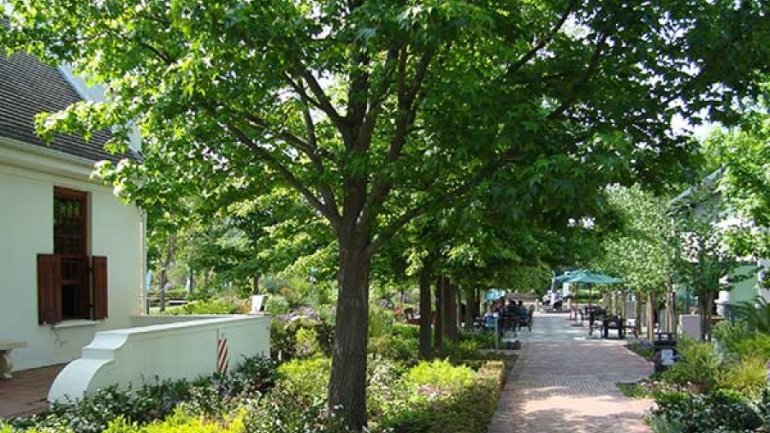 Τα δέντρα -και όχι το χορτάρι- βελτιώνουν την ψυχική μας υγεία μέσα στην πόλη