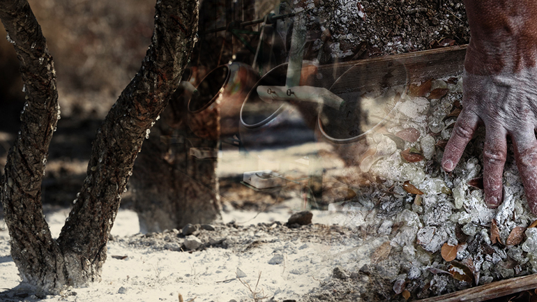 Μαστίχα: Η θεραπεία του μέλλοντος;