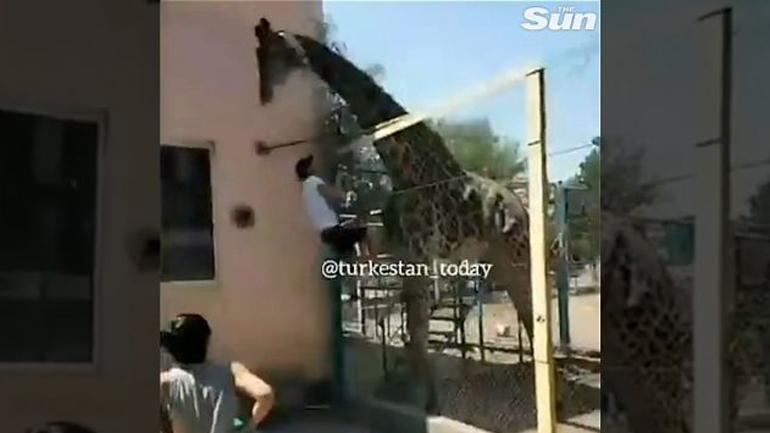 Μεθυσμένος καβαλάει μια καμηλοπάρδαλη σε ζωολογικό κήπο