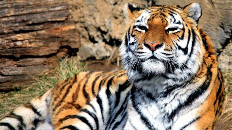 Ένα ντοκιμαντέρ αφιερωμένο στις τίγρεις