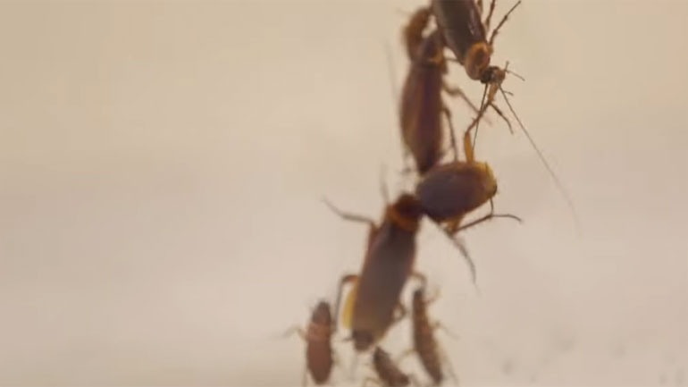 Δημιουργήθηκε ρομπότ-κατσαρίδα που και να το πατήσεις δεν παθαίνει τίποτα!