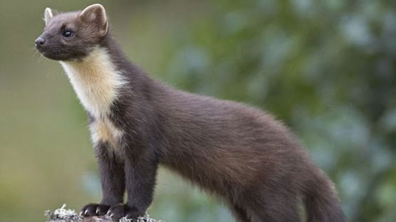 Κουνάβι άφησε χωρίς ρεύμα τα Γρεβενά!