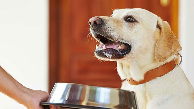 Πόσο συχνά πρέπει να πλένετε το πιάτο του σκύλου σας;