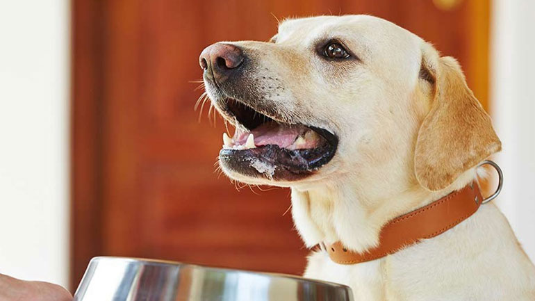 Πόσο συχνά πρέπει να πλένετε το πιάτο του σκύλου σας;