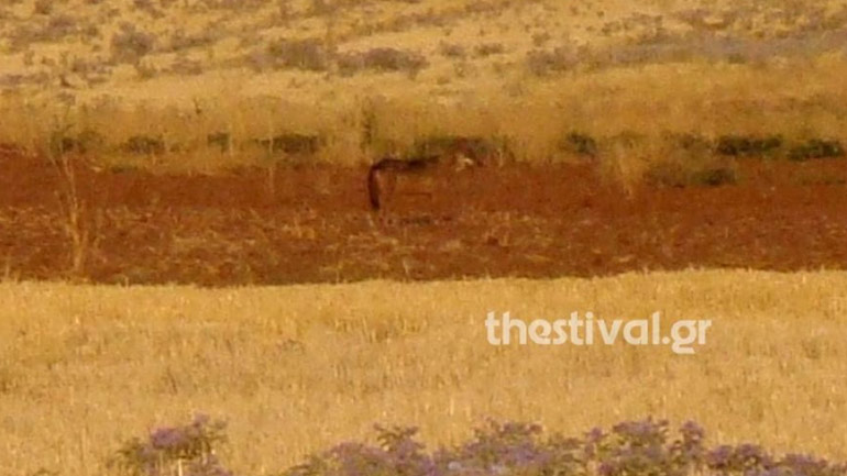 Θεσσαλονίκη: Αγέλη λύκων προκαλεί αναστάτωση στους κατοίκους της Νέας Μεσημβρίας