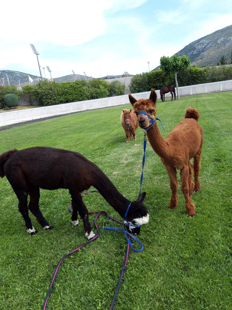 Διασκέδαση για τα παιδιά με τα πόνυ και τα alpaca