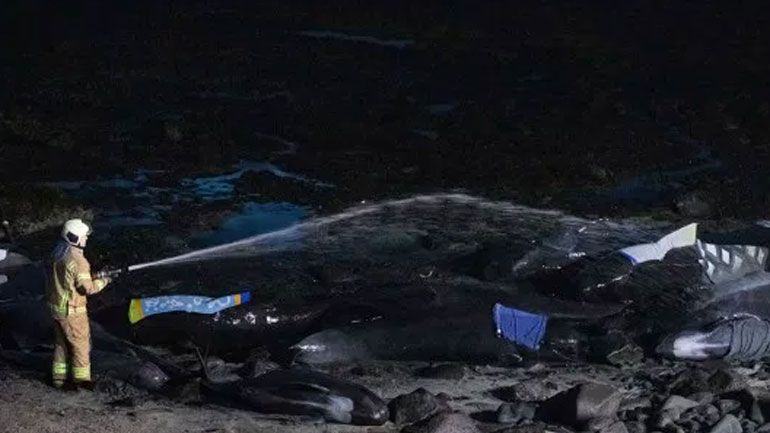 Ισλανδία: Περίπου 50 φάλαινες-πιλότοι ξεβράστηκαν στις νότιες ακτές της χώρας