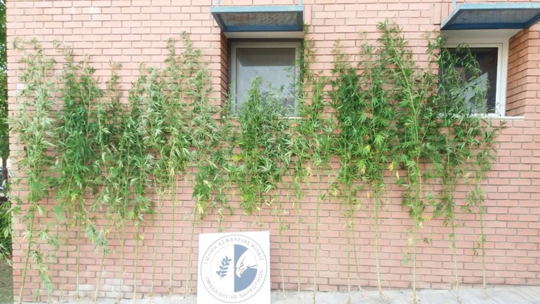 Κιλκίς: Οικογένεια χασισοκαλλιεργητών