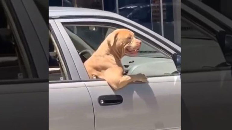 Ψάχνοντας για σκύλες…