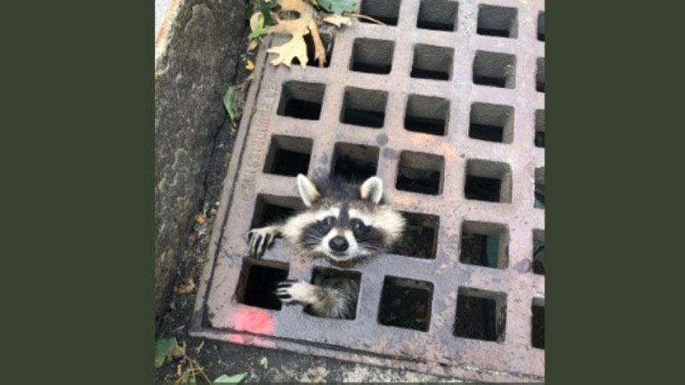 Πυροσβέστες έβαλαν τέλος στον εφιάλτη ενός… ρακούν