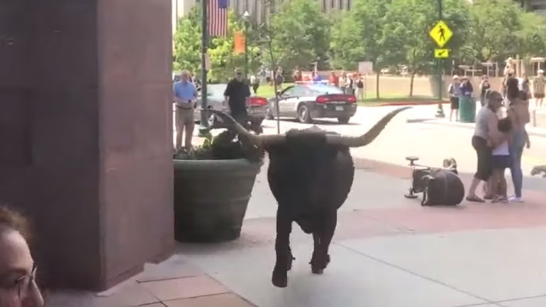 Αγελάδα μπουκάρει σε γκαλερί στο Κολοράντο