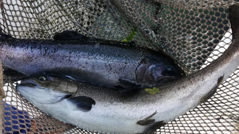 Γ. Γεροντίδης (G-fish): Συκώτι σολωμού, μια “βόμβα” με ω-3 από τα πηγαία νερά του Ταϋγέτου