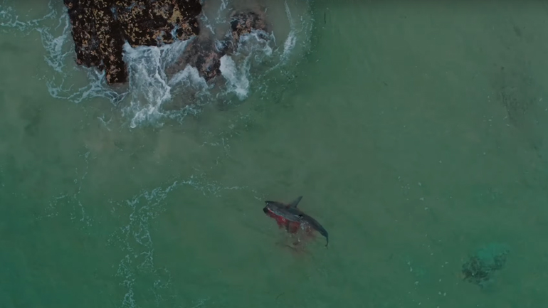 Λευκός καρχαρίας καταβροχθίζει φώκια