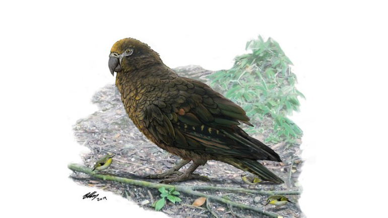 Αυτός είναι ο μεγαλύτερος παπαγάλος που υπήρξε ποτέ στη Γη