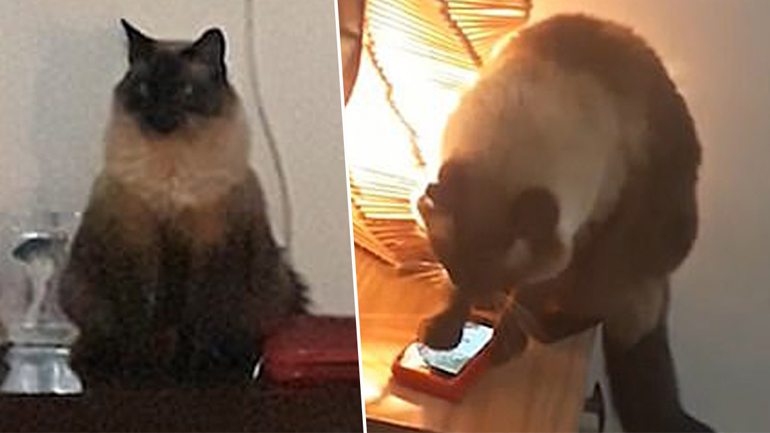 Ο γάτος κλείνει το ξυπνητήρι