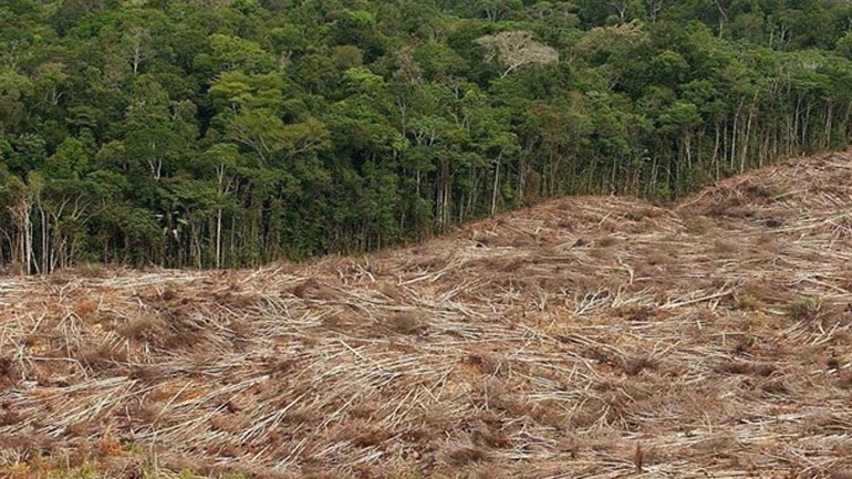 Βραζιλία: Η αποψίλωση των δασών σχεδόν τετραπλασιάστηκε τον Ιούλιο σε ετήσια βάση