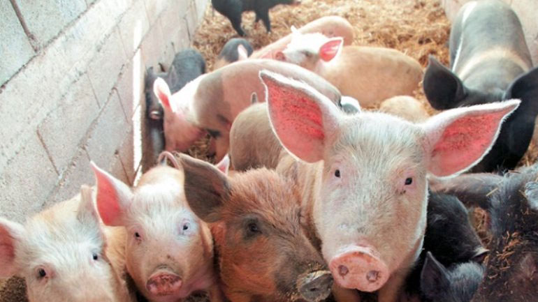 Η Βουλγαρία δεν κατάφερε να ανακόψει την εξάπλωση της αφρικανικής πανώλης των χοίρων