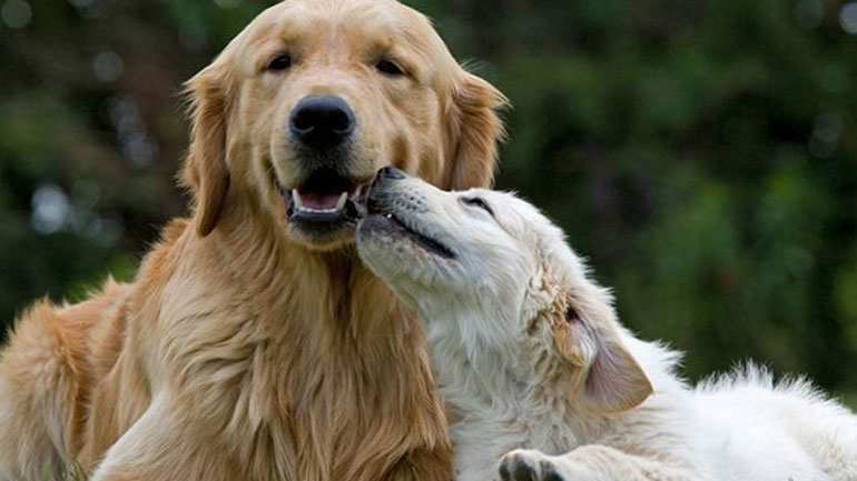 Συμβουλές για την προστασία των τετράποδων από τον ήλιο και τη ζέστη